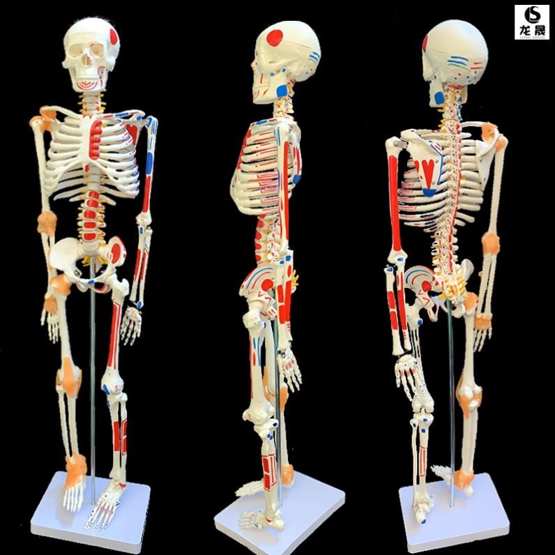 科普脊椎用的人体骨骼模型神经结构图全身学校正骨模具成人脊柱大