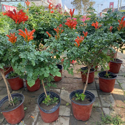 凌霄花苗树爬藤植物开花盆栽型好阳台庭院带花苞原盆发货四季耐寒