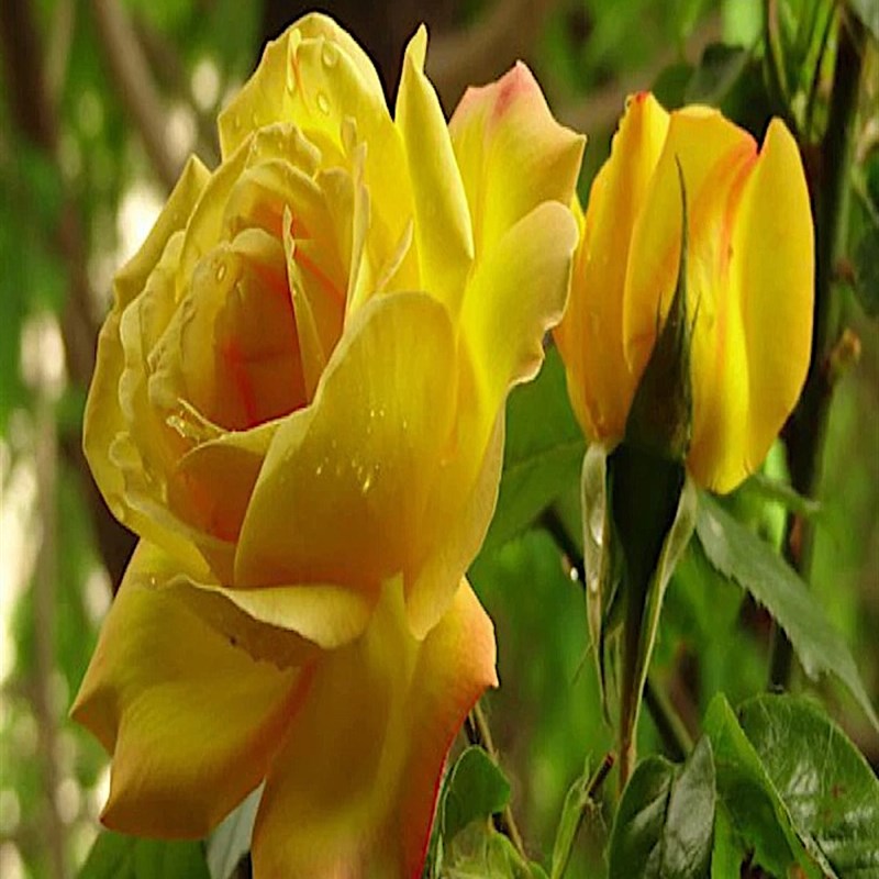 黄和平大花月季庭院地栽切花玫瑰阳台盆栽馥郁香气耐寒耐旱抗病