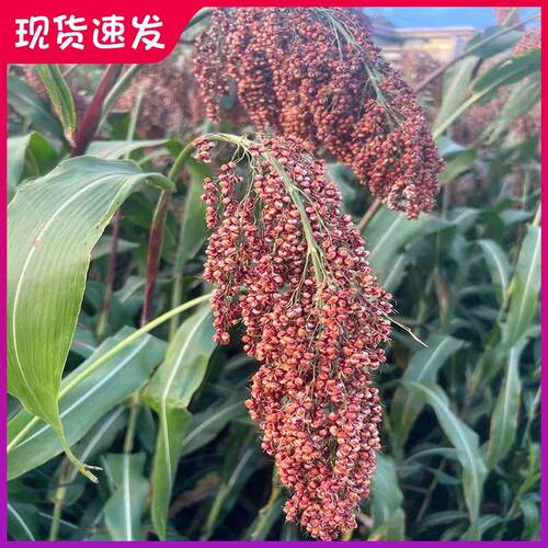 贵州红缨子糯高粱新高粱米红高梁脱皮高粱 糯高粱酿酒用脱壳高粱