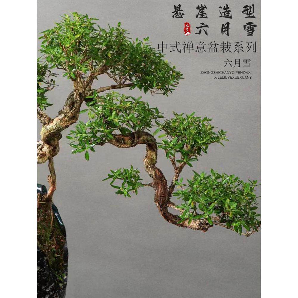 六月雪盆景悬崖红花茶桌禅意室内窗台小绿植物办公室茶几桌面盆栽