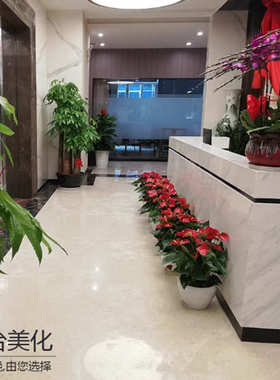 深圳绿植租赁绿植租摆 植物租赁办公室绿植租绿植植物盆栽绿植