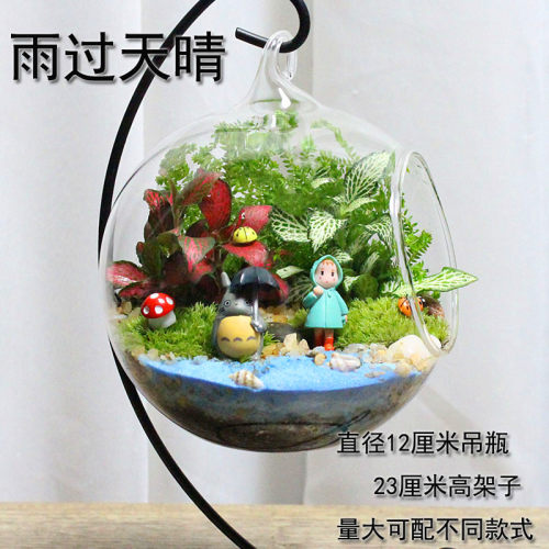 速发包邮 微景观 创意植物 迷你盆栽 植物 生日礼物 苔藓生态瓶