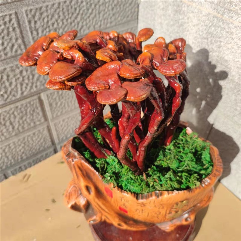 速发大芝盆景灵芝盆栽灵芝摆件灵芝灵盆栽室内办公室摆件开业昌雷
