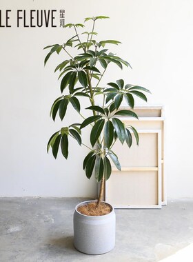 速发星河大叶a老桩室栽落地绿植客厅盆内植物卧室umbre伞 tree