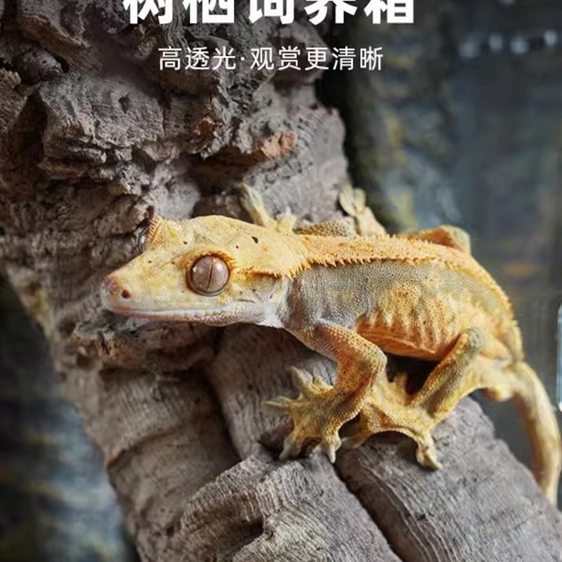 热销爬宠鬃狮蜥养殖箱雪蛤跳蛛蜘蛛饲养盒昆虫螳螂蜗牛守宫大号亚