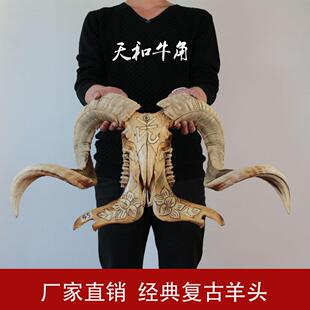 羊头骨标本 藏区天然真牛头 羊头工艺礼品摆饰 装饰羊头骨挂饰摆