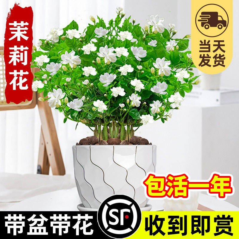 茉莉花盆栽树苗四季开花卉植物虎头带花苞好养绿植室内栀子花苗禄
