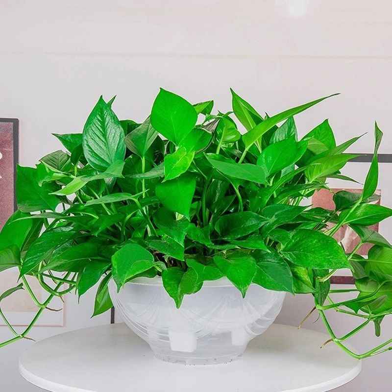 大叶绿萝盆栽室内长藤花卉植物大盆绿箩新房吸除甲醛吊兰水培绿植
