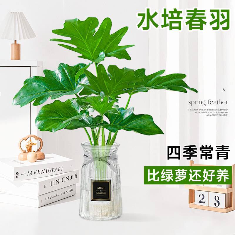 龙鳞春羽水培植物天堂鸟客厅绿萝盆栽花卉水养富贵竹龟背竹吸甲醛