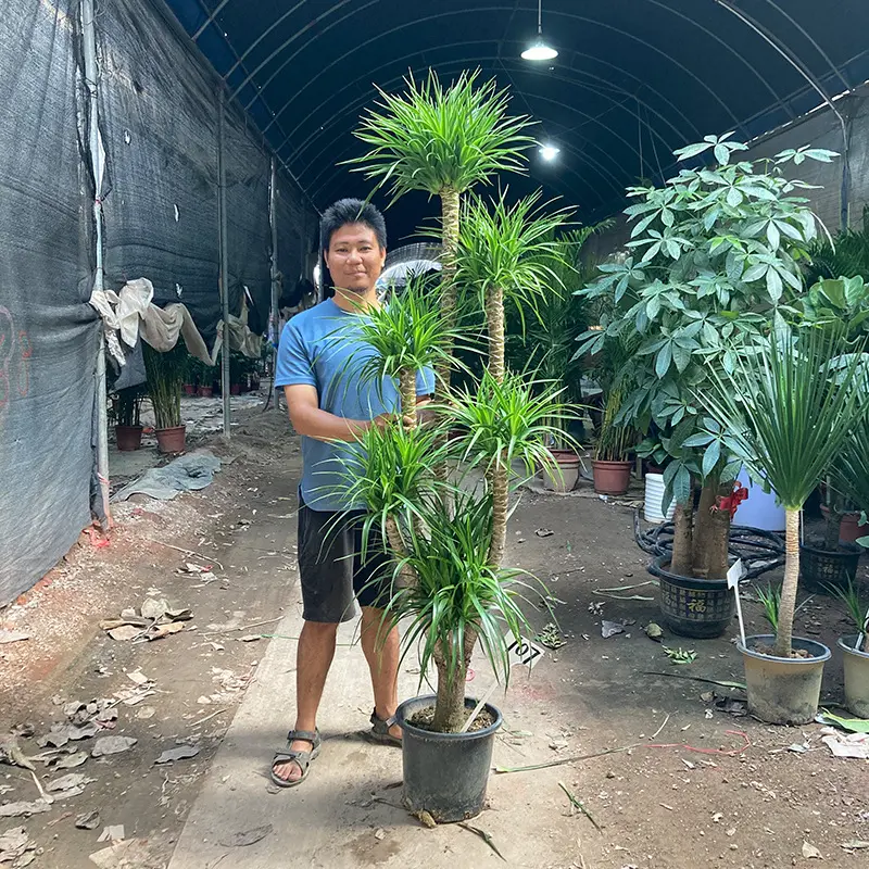 龙血树盆栽细叶双层多头精品