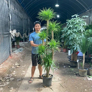 龙血树客厅绿植旺宅盆栽大气大型绿植室内老桩龙血树三头五头多叉