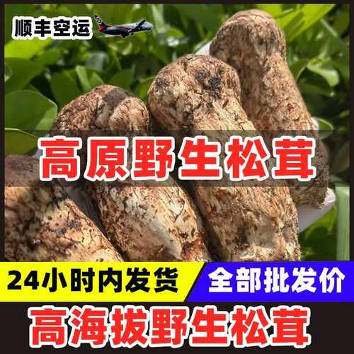 高原野生松茸现采现发松茸
