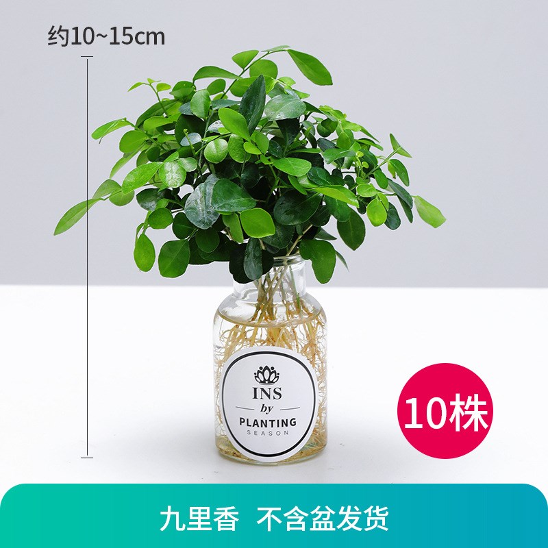 水培植物室内绿植四季水养水生绿萝富贵竹红白掌S文竹桌面花卉盆