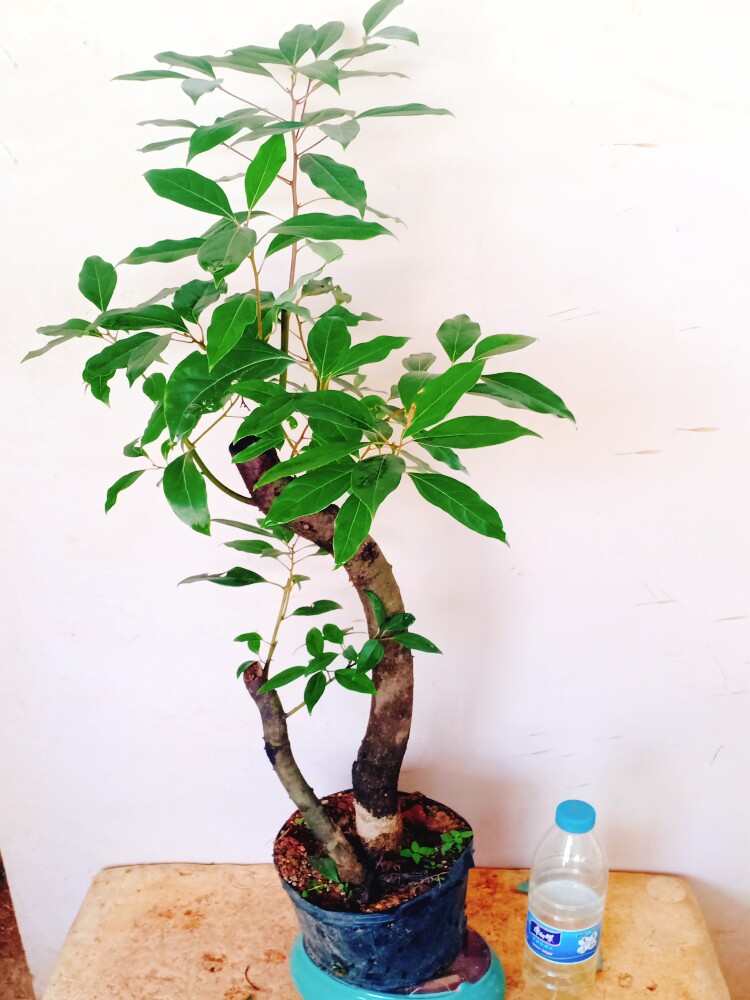 室内一物一拍下单香樟树盆栽老桩盘境绿植景矮化提根苗木小叶高山