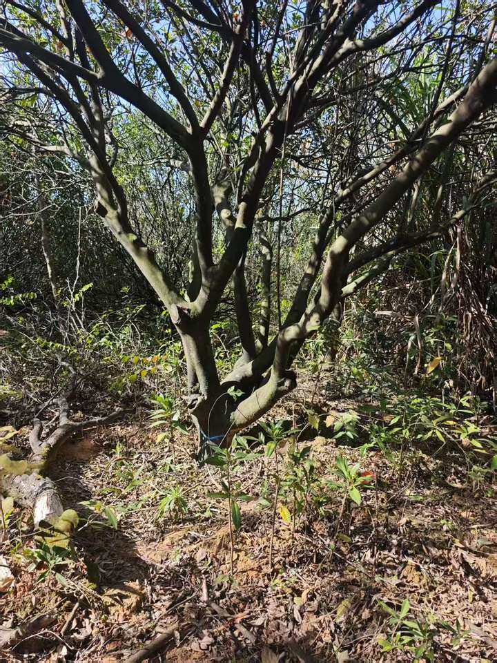 浒湾镇中洲村委会2处林地