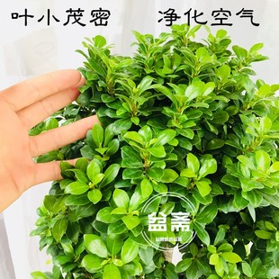 金钱榕盆景大型绿植盆栽造型S型小叶F榕树室内客厅净化空气风水树