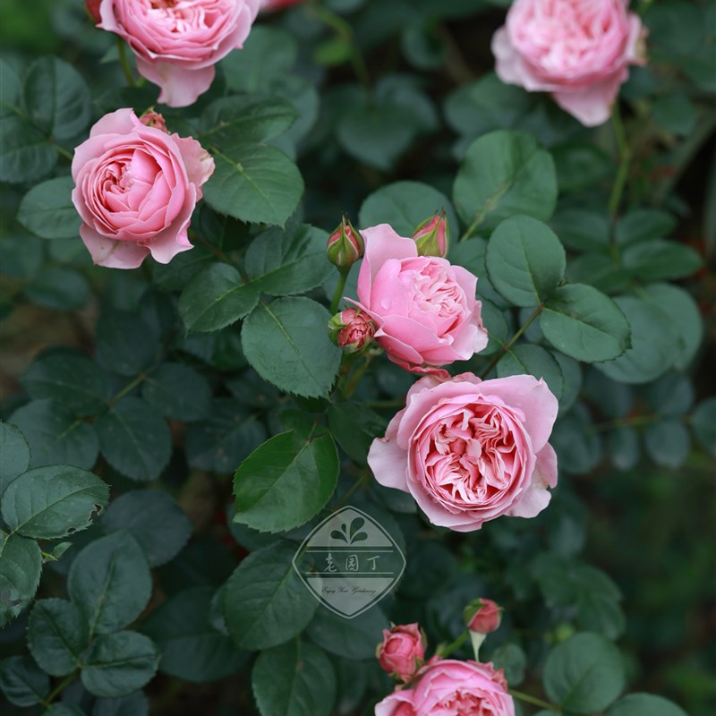 丰花微月P11盆 那不勒斯可爱多金丝雀绿冰小魔女甜心老园丁盆栽