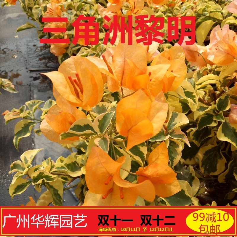 勤花金边叶黄三角洲黎明爬藤植物盆栽带花盆客厅庭院四季开花包邮
