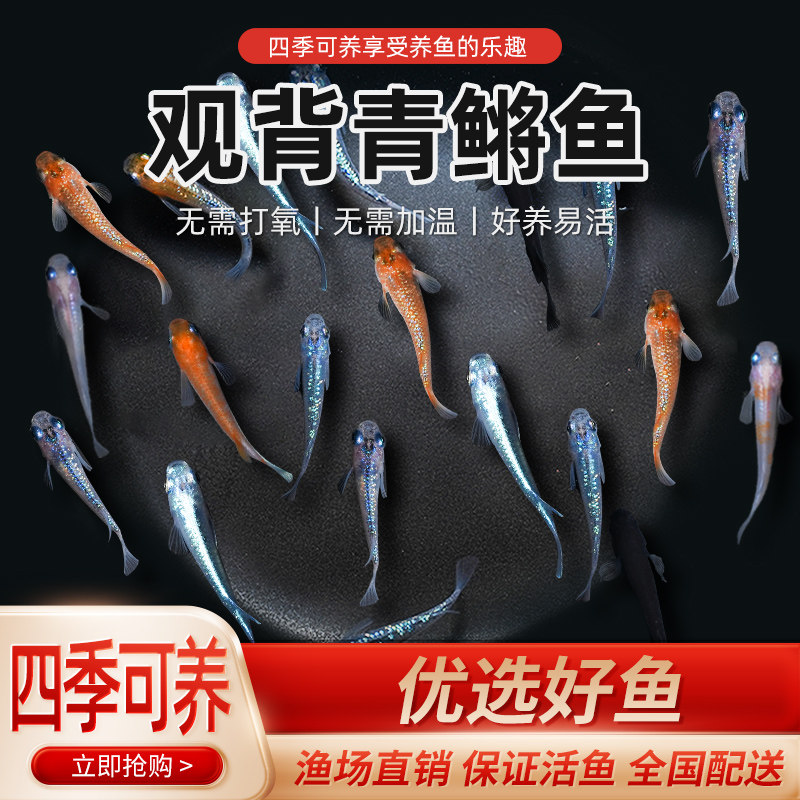 观背青鳉鱼观赏鱼冷水鱼青鱂小型锦鲤淡水鱼不打氧好养