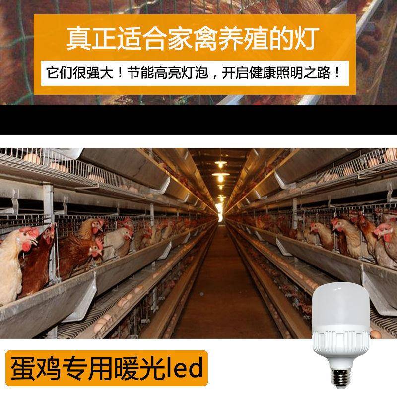 养场无品牌/暖光灯泡暖鸡用光5瓦E27螺口15w节能灯0W照明暖光鸡超