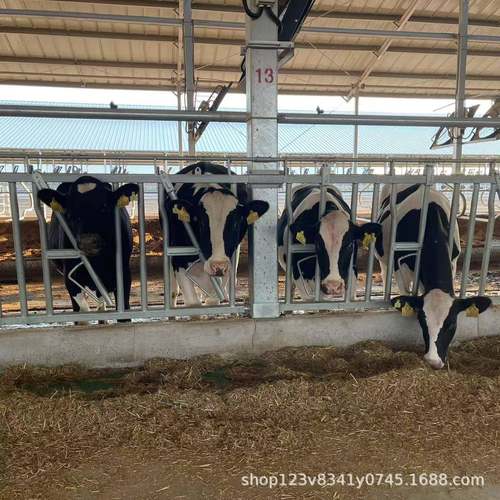 牛场牛颈枷牛头锁镀锌多尺寸耐腐蚀坚固一年质保