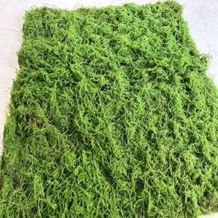 丝边珍珠棉植绒毛底藓地毯永苔生青苔墙林文化馆黑软园JMT装沙盘