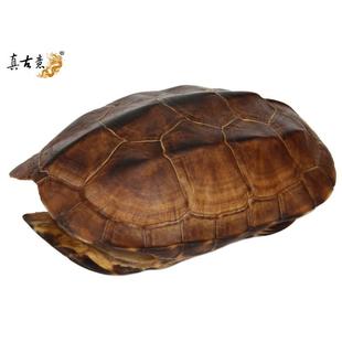 YR工7真I乌龟壳器具龟壳具摆龟件龟壳文玩ALEHWRZt甲铜钱家居随身