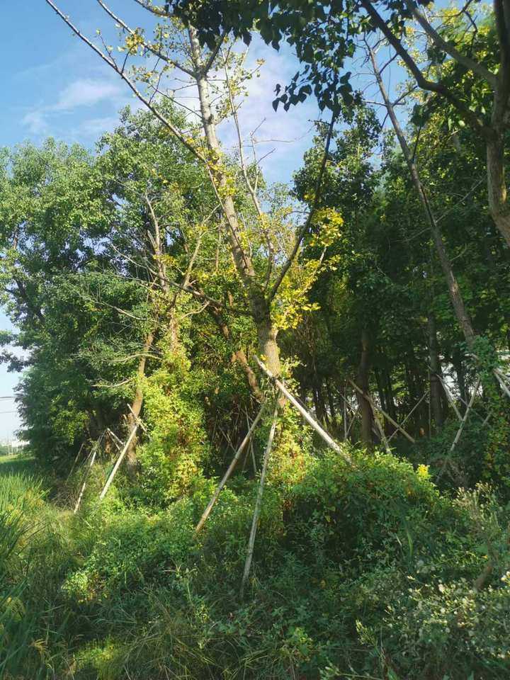 再次拍卖（破）Ф18-19和Ф19-20银杏树一批