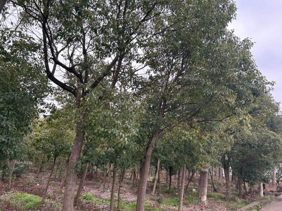 再次拍卖（破）温岭市大地园林绿化有限公司所有的Ф7-10、Ф25-41香樟一批