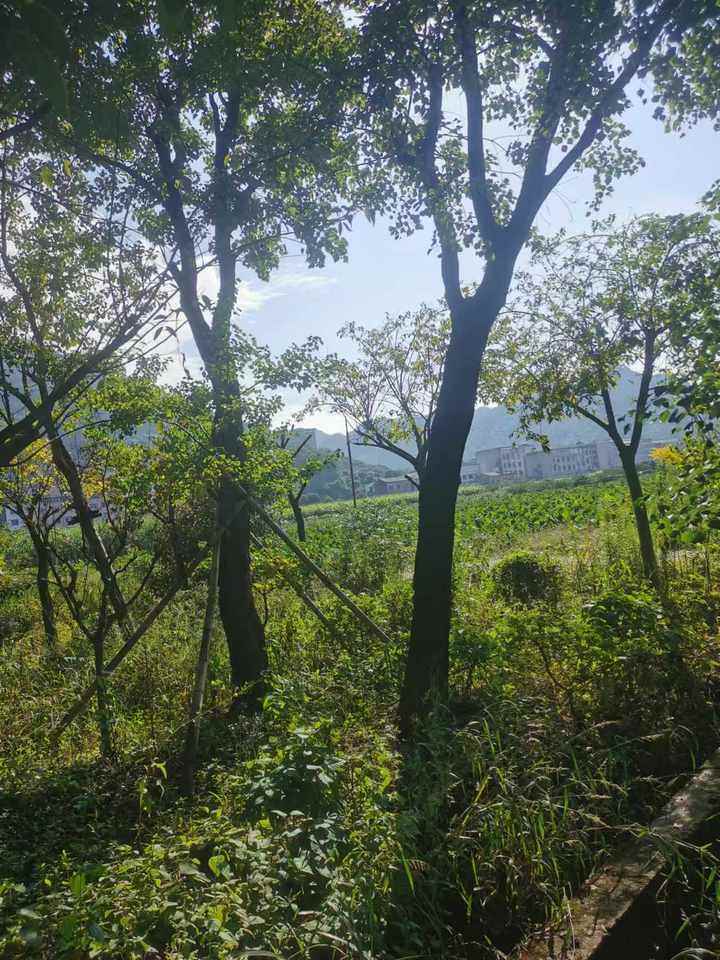 再次拍卖（破）Ф12-13榉树一批