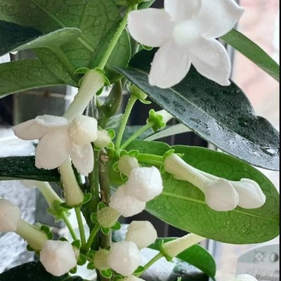 马达加斯加茉莉新娘花盆栽蔓藤花卉爬藤盆栽芳香攀援花庭院容易种