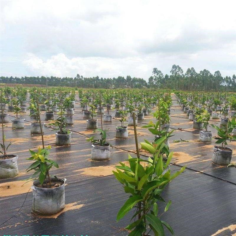 速发防草布果园果树农用除草布园艺F地布加厚盖草布大棚抑草布