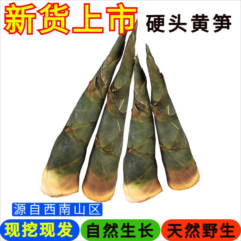 四川新鲜硬头黄竹笋现挖嫩脆笋农家野生绿皮笋大头笋可泡酸笋特产