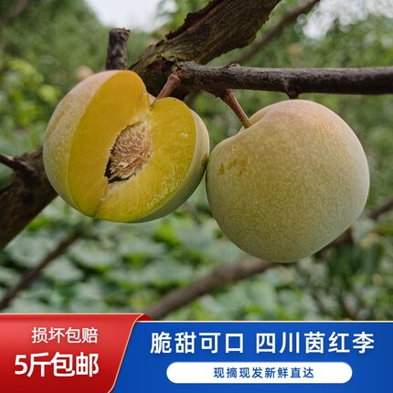 四川茵红青脆李现摘脱骨李甜李子正宗多汁孕妇水果5斤包邮半边红