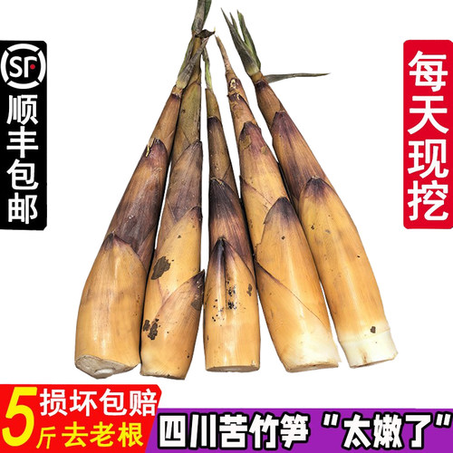 四川苦竹笋正宗宜宾野生甜苦笋