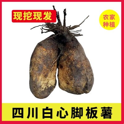 四川脚板薯现挖土山药白心大薯切苕火苕农家自种蔬菜5斤包邮毛苕