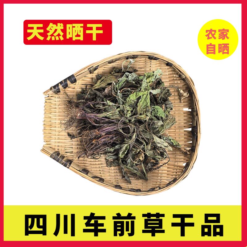 原生态四川车前草干品24年新晒车前子猫抓草农家自晒无添加