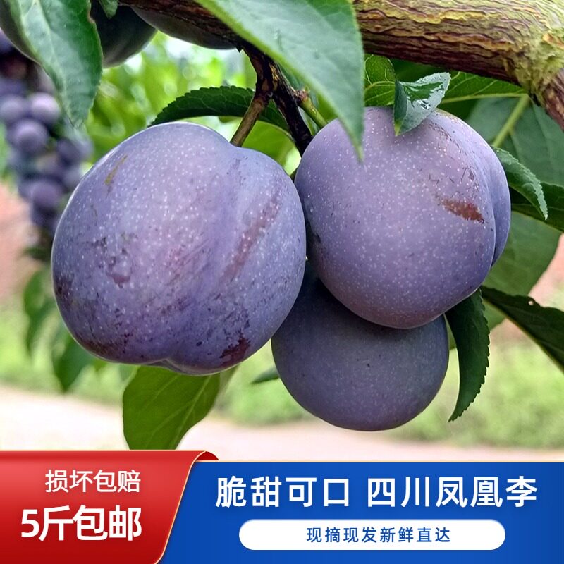 四川五月脆新鲜现摘脆红李大果5斤包邮酸甜孕妇水果凤凰李子脆甜