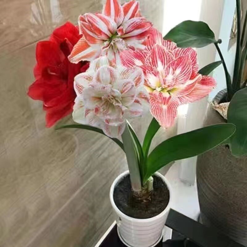 速发重瓣朱顶红球好盆栽花卉客厅绿植花卉大全根养活室内室外盆栽