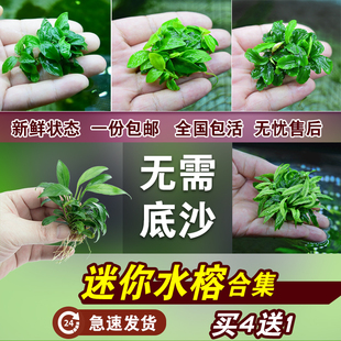 速发小草鱼造景阴性辣椒榕绑沉木丹麦迷你小水榕水缸懒人淡水植物