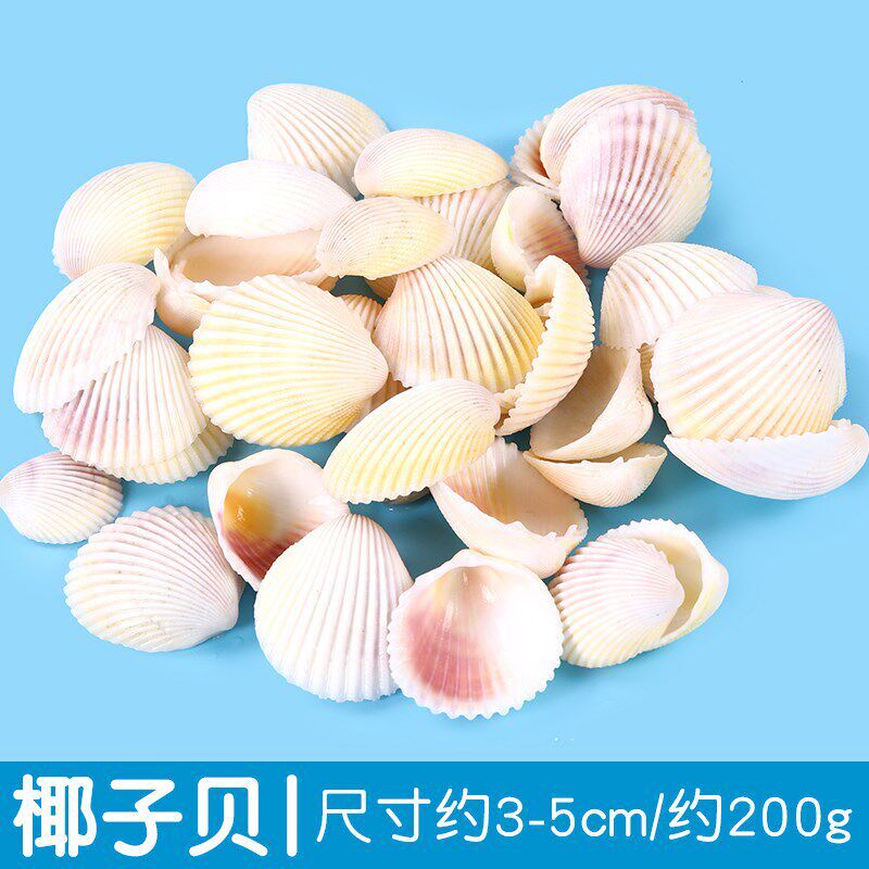 速发速发贝壳海螺海星儿童工手材料造鱼缸包景装饰摆件风铃漂流瓶