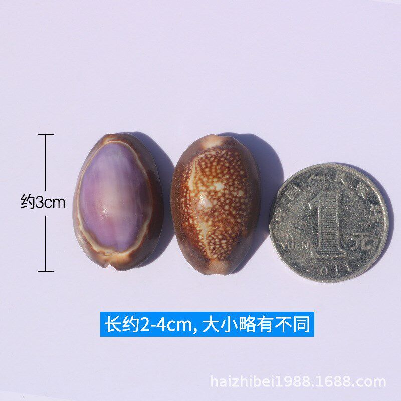 速发速发海螺贝壳工艺品紫色雪工宝螺手居课材料家山收藏饰品