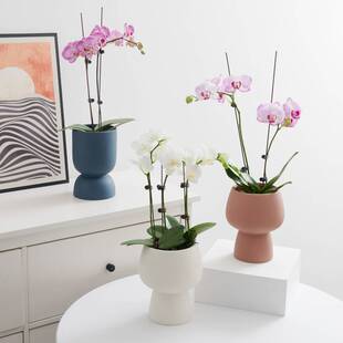 速发蝴蝶兰专用花盆高档文心兰陶盆小色白花盆套瓷家用高脚兰花盆