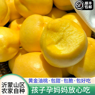 山东黄金油桃新鲜水果蒙阴蜜桃当季整箱桃子现摘黄心脆桃孕妇大果
