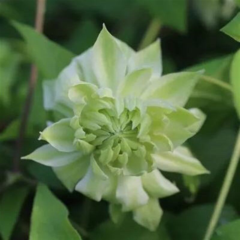 风之森林 铁线莲早花组重瓣花  庭院台花墙爬藤藤本植物