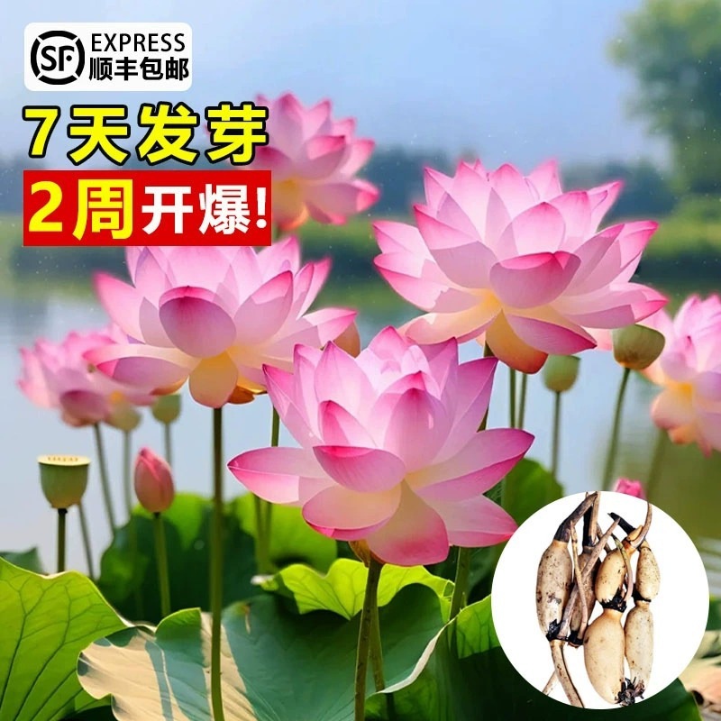 一件代发观赏荷花盆栽水养莲花藕种苗碗莲睡莲花卉种籽子水培