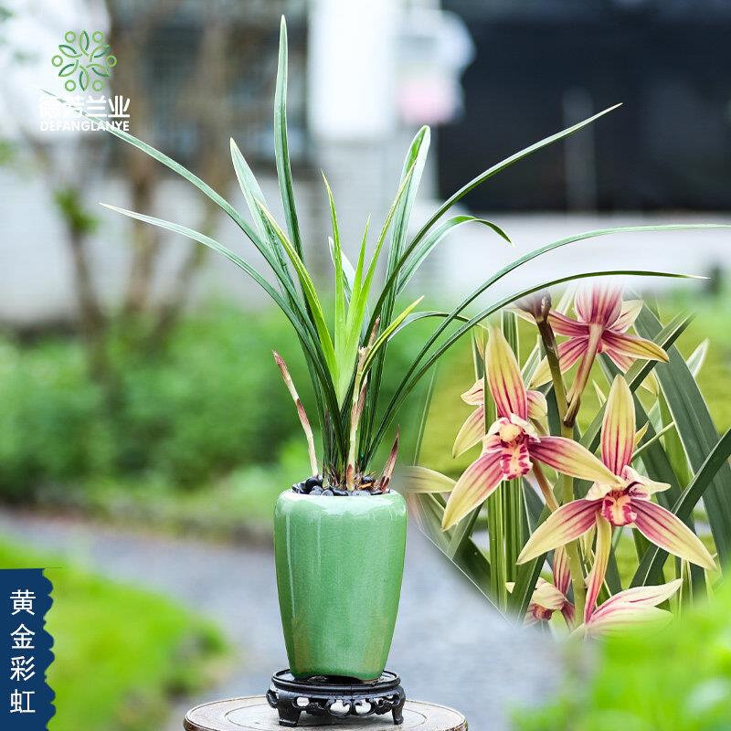 兰花苗四季建兰胭脂红带花苞带陶瓷盆浓香花卉绿植盆栽