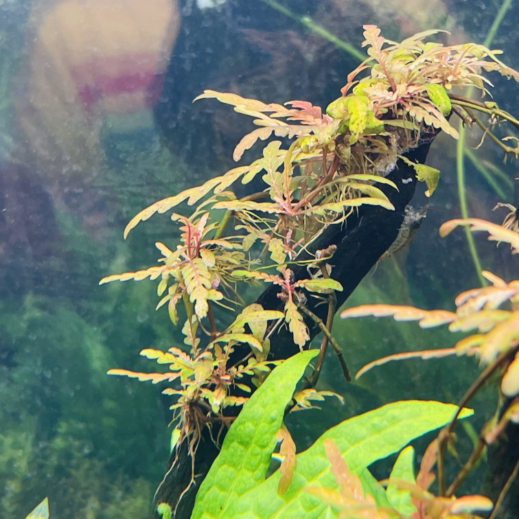 羽裂水蓑衣雨裂可粘石头沉木会发色的鱼缸淡水中后景新手易养水草