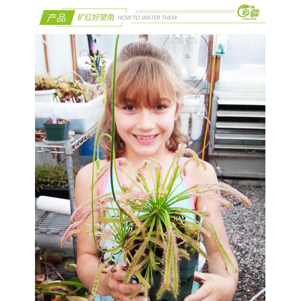 基地直销【矿红好望角茅膏菜】食虫植物捕蝇草驱蚊草多肉绿植盆栽